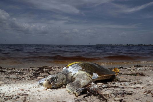 Red Tide: What travelers should know about Florida’s red tide outbreak